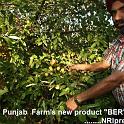 Punjab_Farm 053